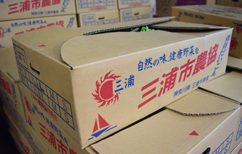 大根
