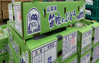 シャイン